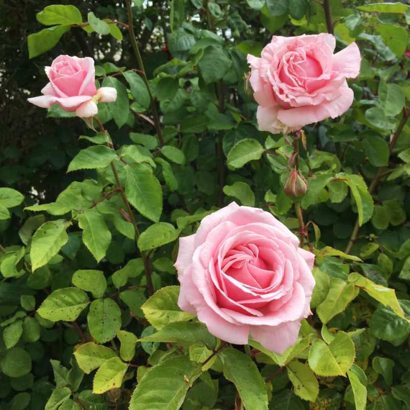 Mindfulness Meditation on&nbsp;Love